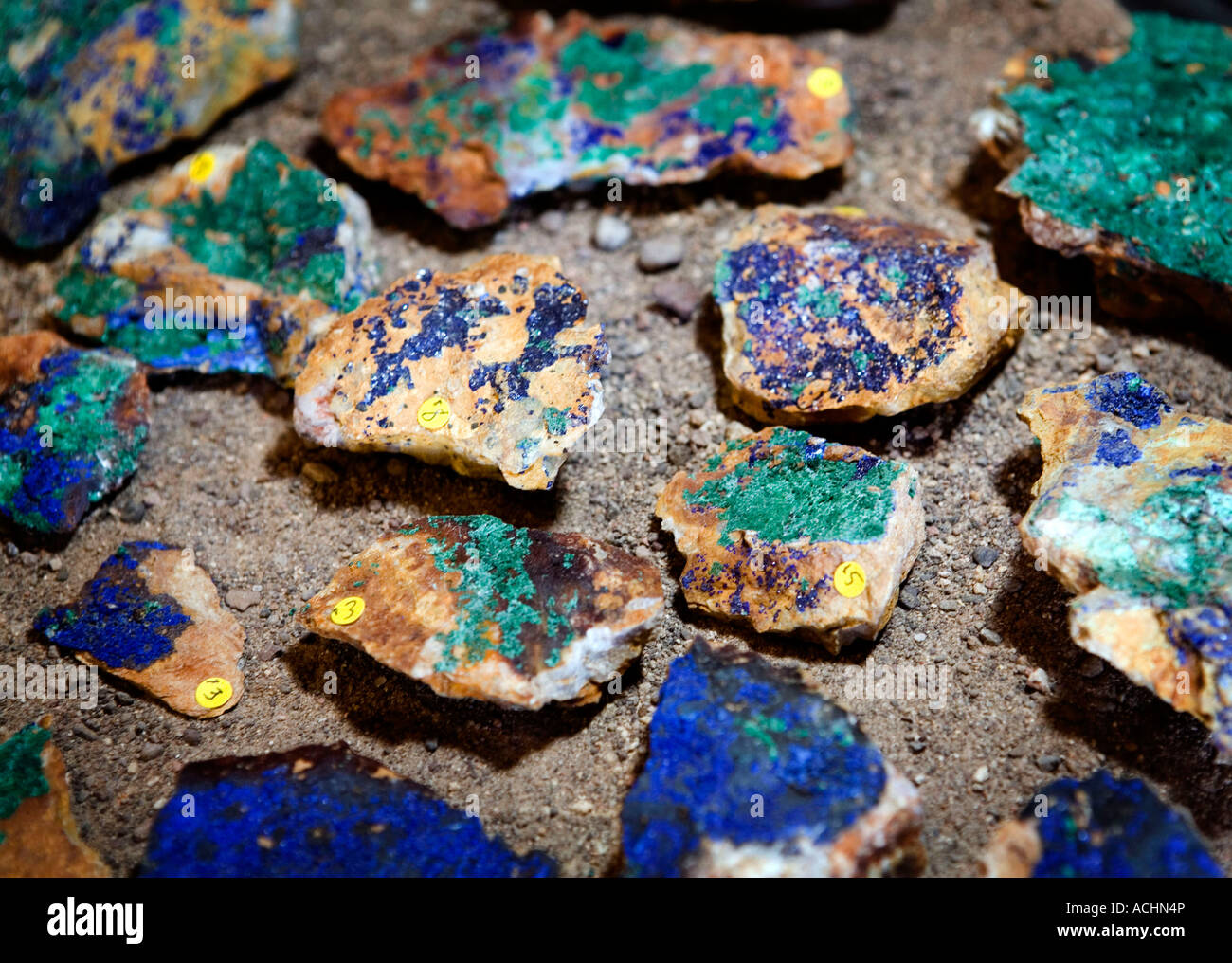 Fossile Fische auf dem Display während einer Edelsteine Handel show statt in Marfa, Texas Stockfoto