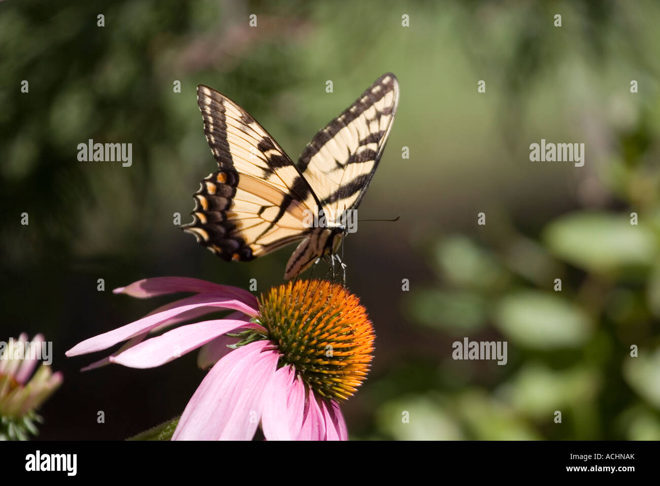 Östliche Tiger Schwalbenschwanz Schmetterling suchen direkt am Sonnenhut Stockfoto