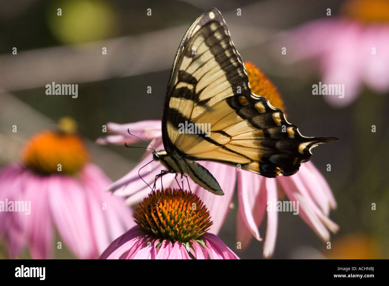 Östliche Tiger Schwalbenschwanz-Schmetterling mit Flügeln in vollständiges Profil auf Sonnenhut Stockfoto