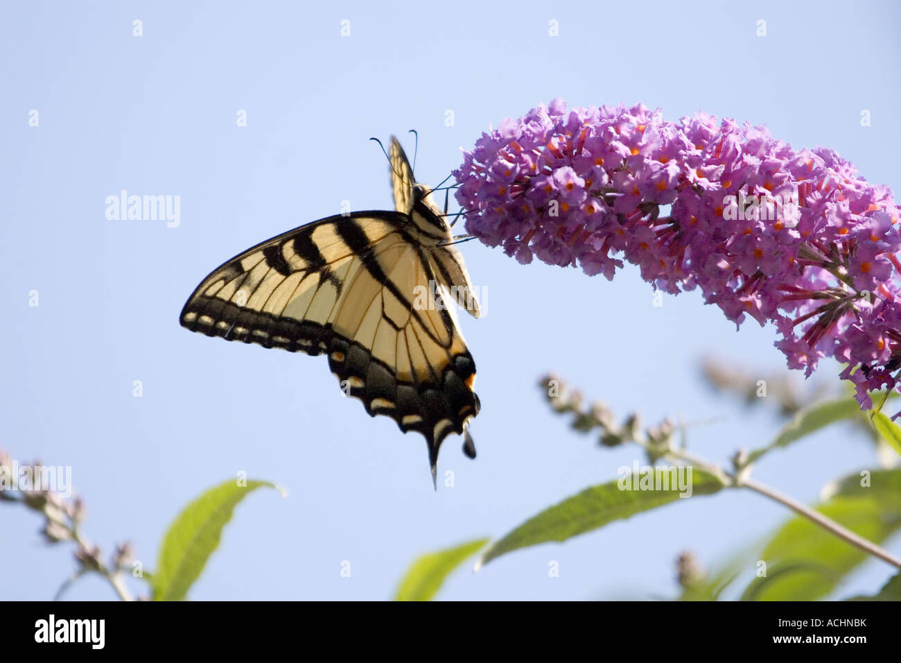 Östliche Tiger Schwalbenschwanz-Schmetterling am Zipfel der lila Blume Stockfoto