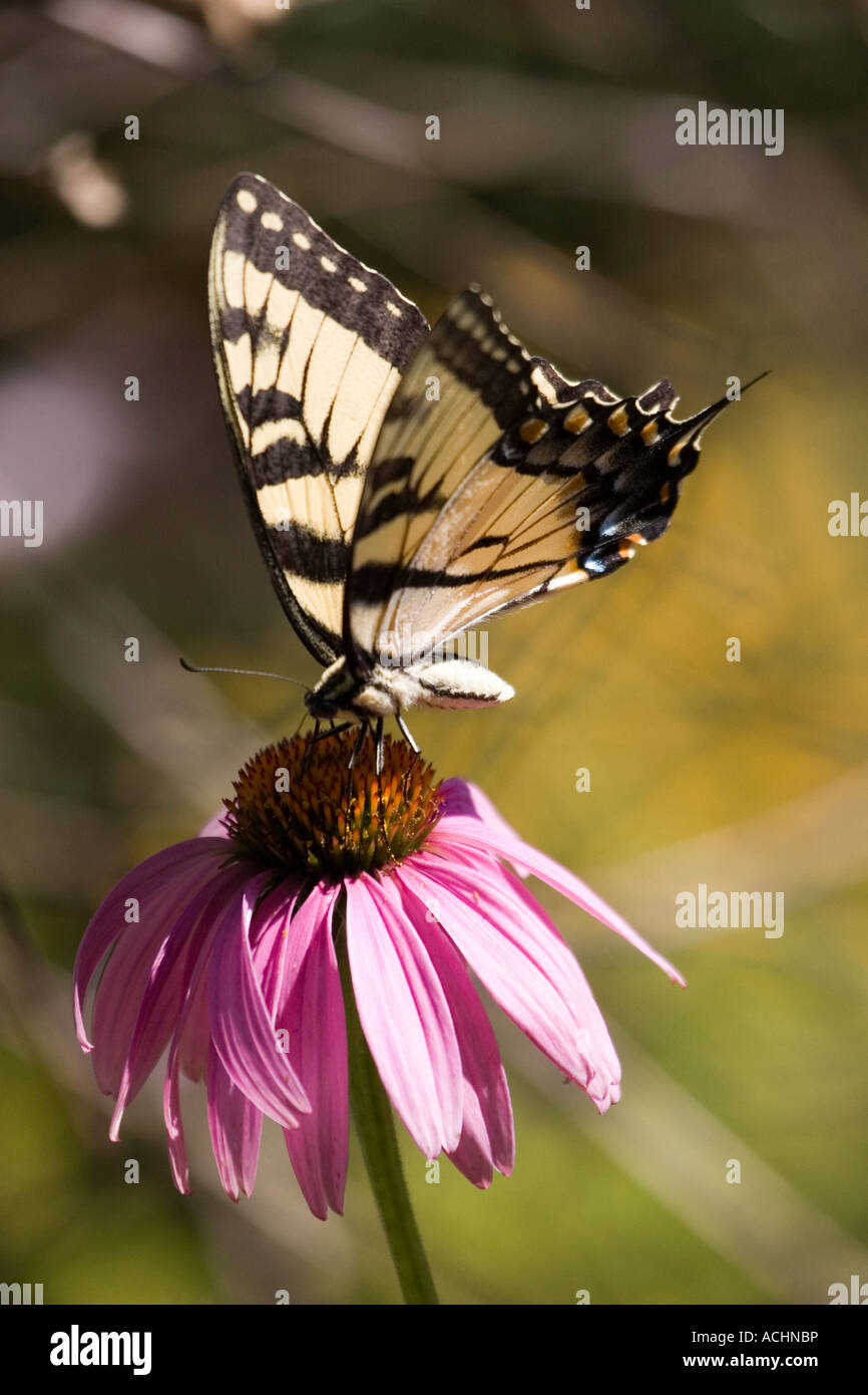 Östliche Tiger Schwalbenschwanz Schmetterling auf vertikale Sonnenhut Stockfoto