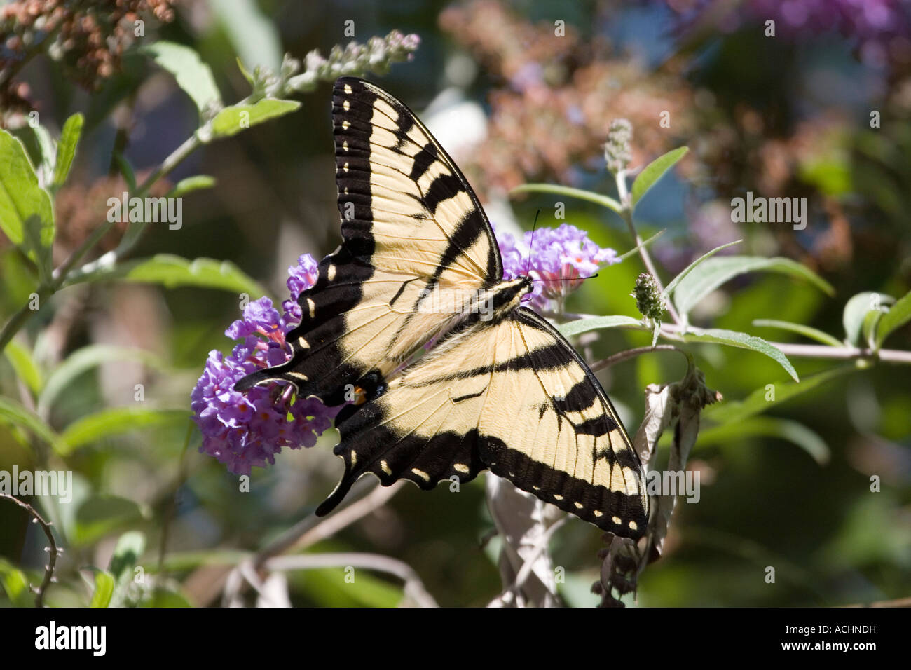 Östliche Tiger Schwalbenschwanz-Schmetterling mit Flügeln auf lila Blume Stockfoto