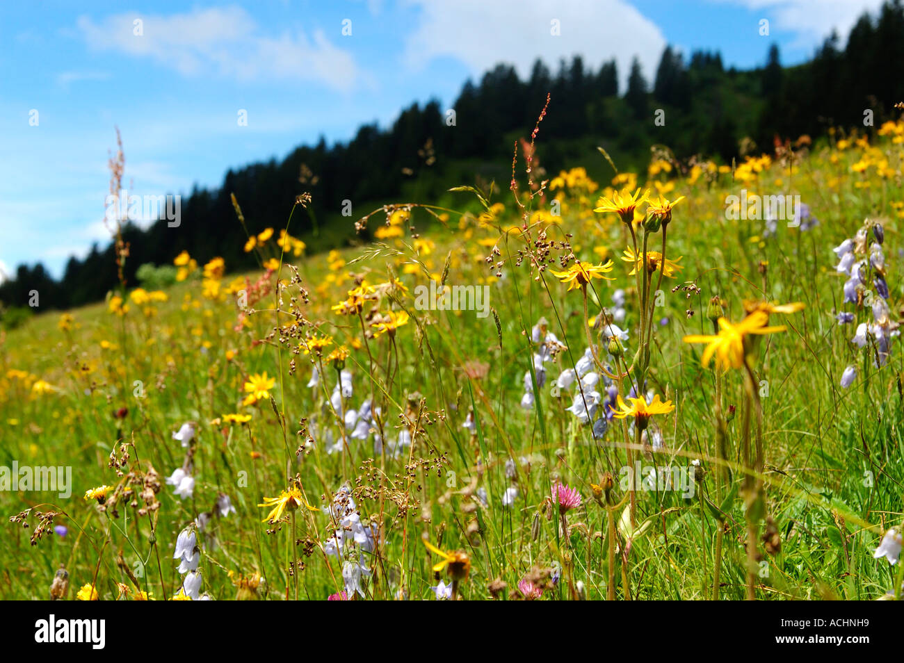 Alpine Rasen mit Arnika Arnica montana Stockfoto