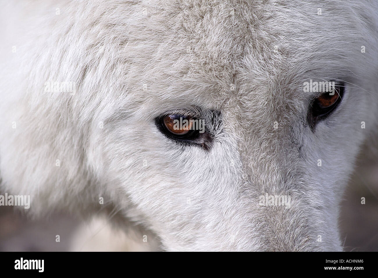 Weißer Wolf mit braunen Augen Stockfoto