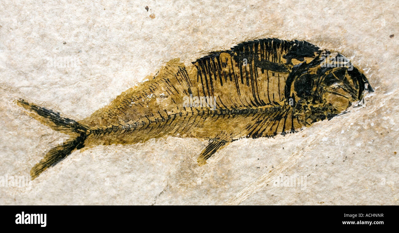 Fossile Fische auf dem Display während einer Edelsteine Handel show statt in Marfa, Texas Stockfoto