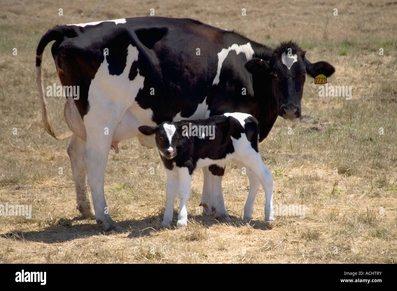 Holstein Kuh mit Neugeborenen Kalb, Stockfoto
