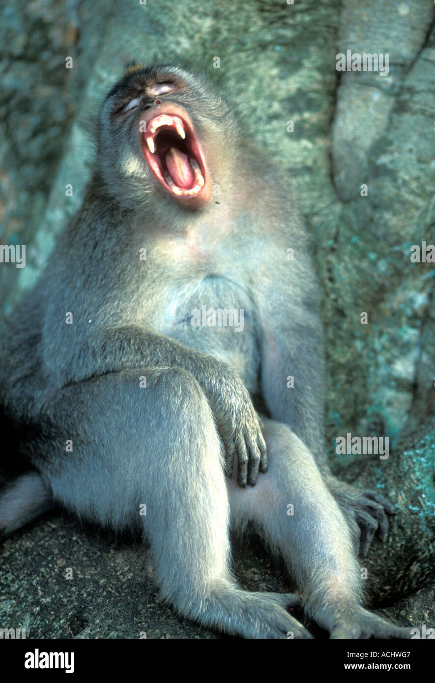 Indonesien Bali Ubud lange tailed Makaken Macaca Fascicularis im Monkey Forest Sanctuary gähnt Stockfoto