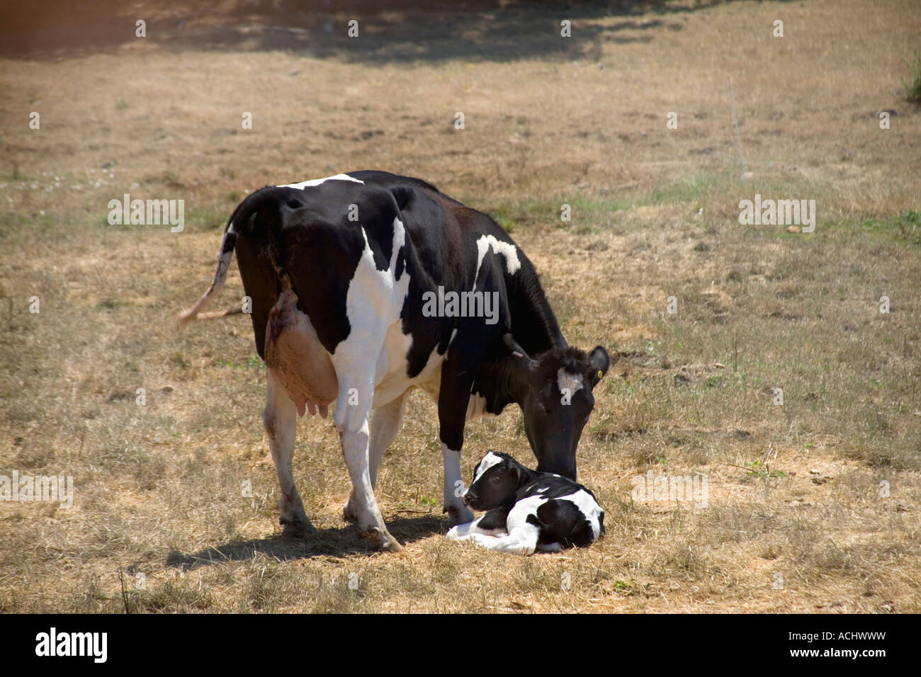 Holstein Kuh mit Neugeborenen Kalb, Nachgeburt, Stockfoto