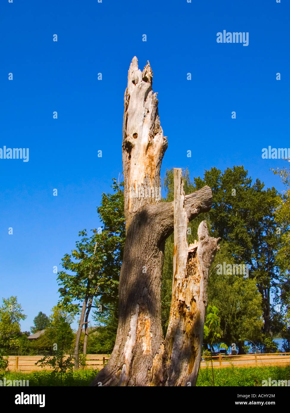 Verwitterter Baum Stockfoto