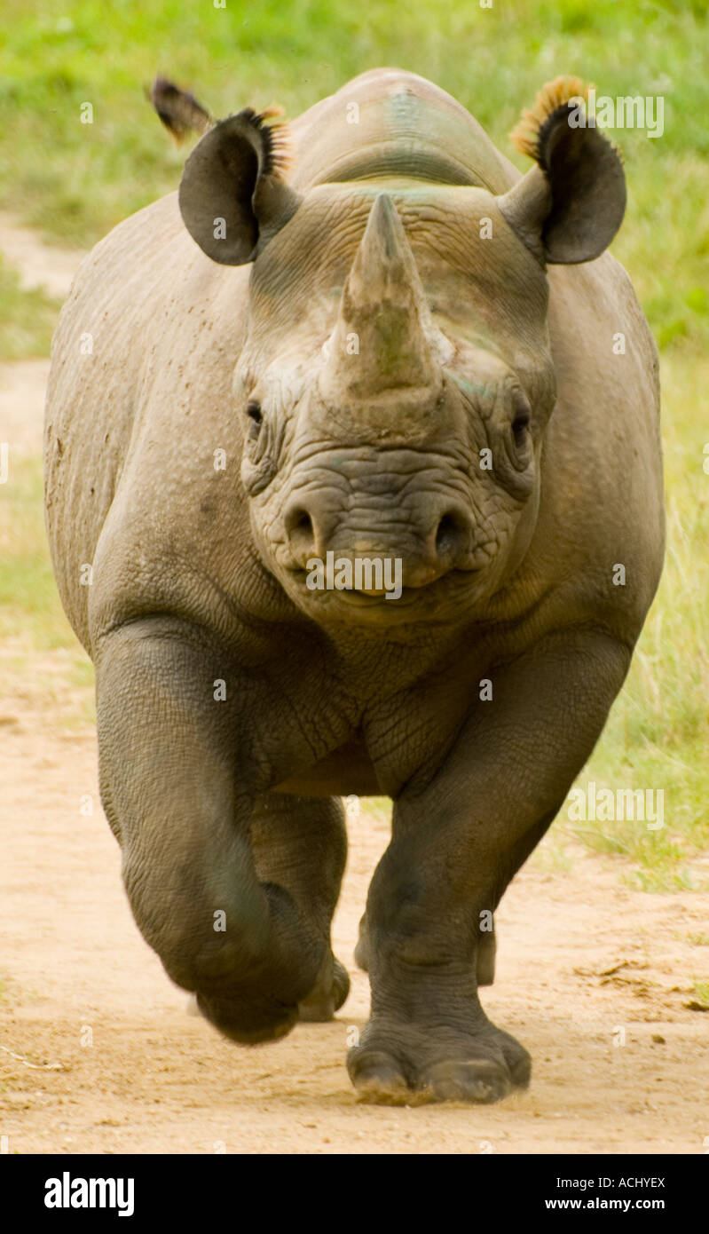 Afrikanischen Nashorn Rhino läuft Stockfoto