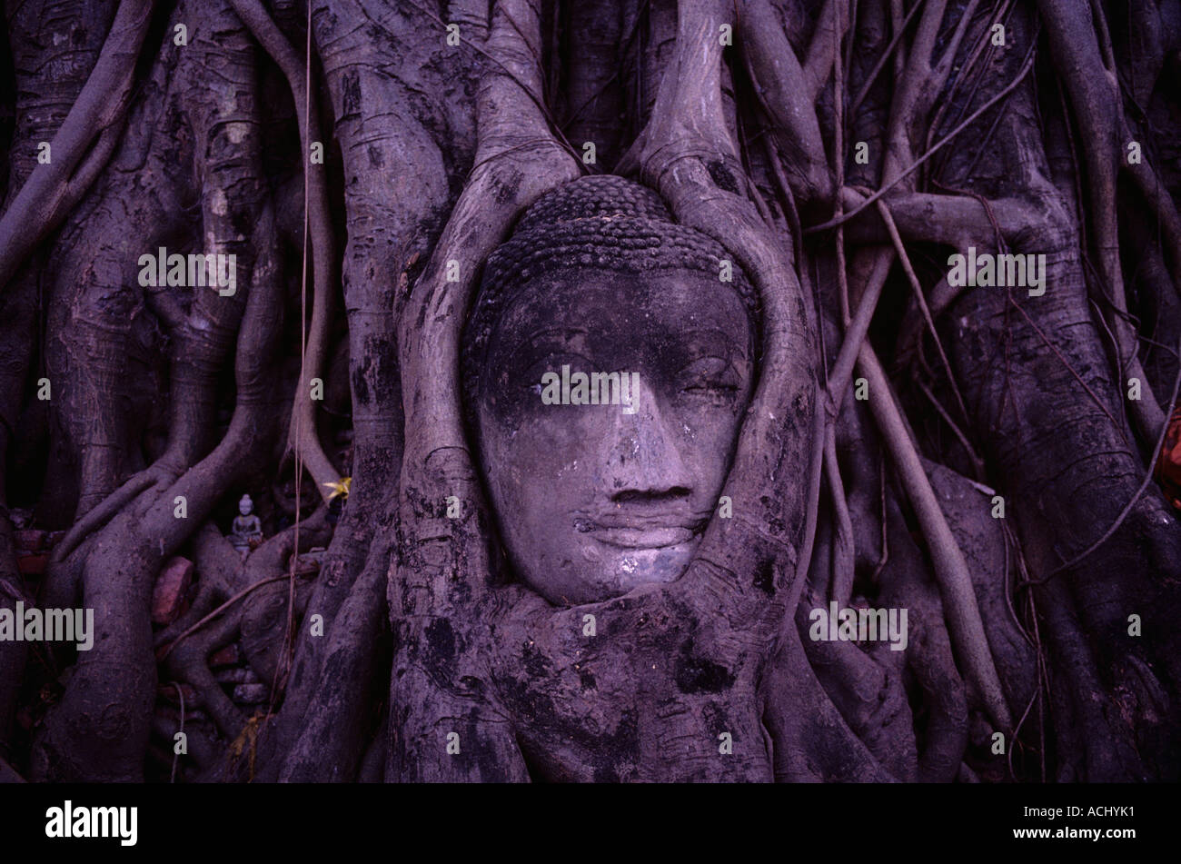 Thailand Ayutthaya Sandstein Buddha umhüllt von Baumwurzeln im Wat Phra Mahathat in Ayuthaya Nationalpark Stockfoto