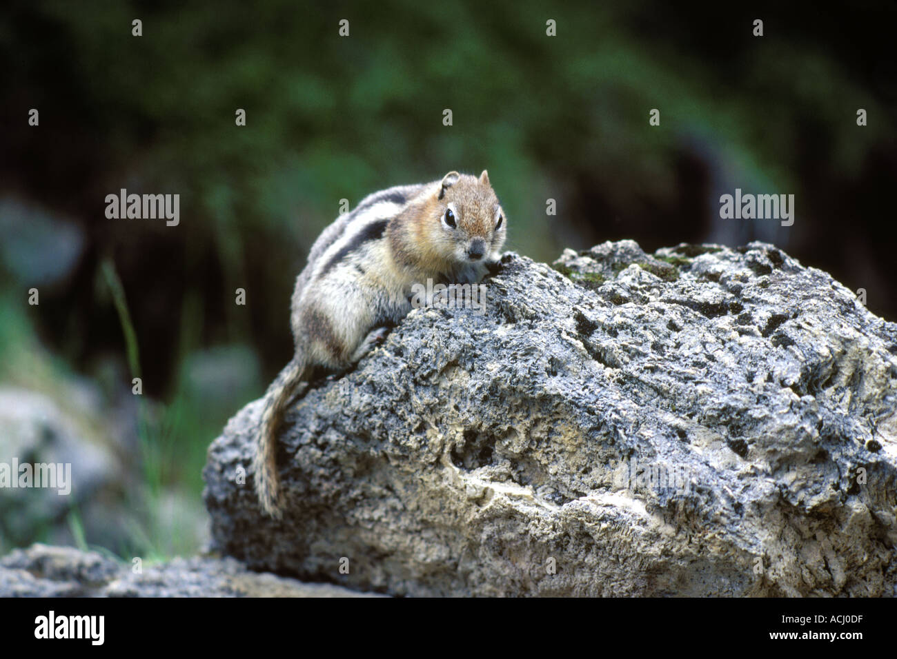 Streifenhörnchen auf Felsen in Kanadische Rockies JMH0365 Stockfoto