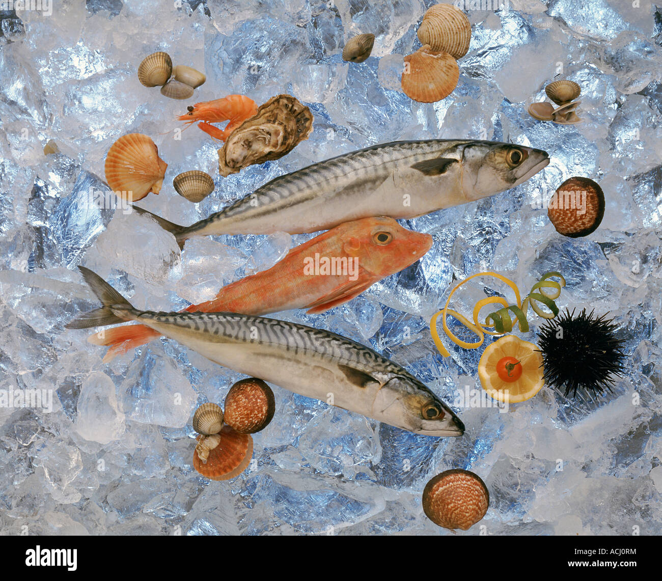 Verschiedene Arten von Fischen, Muscheln und Garnelen auf Eiswürfel Stockfoto