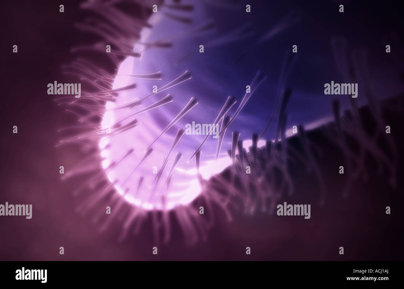 Helicobacter Pylori Stockfoto
