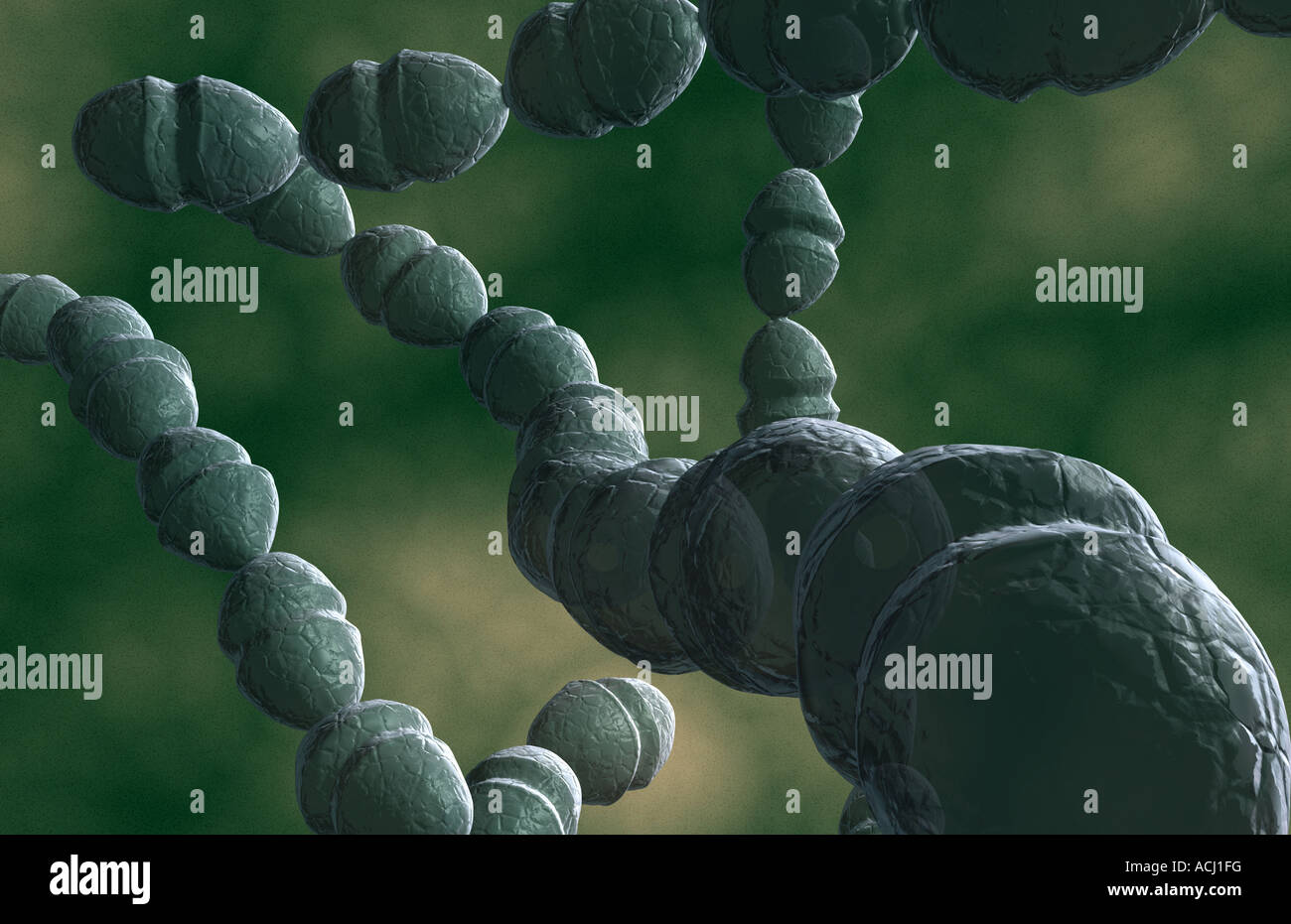 Streptococcus viridans Fotos und Bildmaterial in hoher Auflösung Alamy