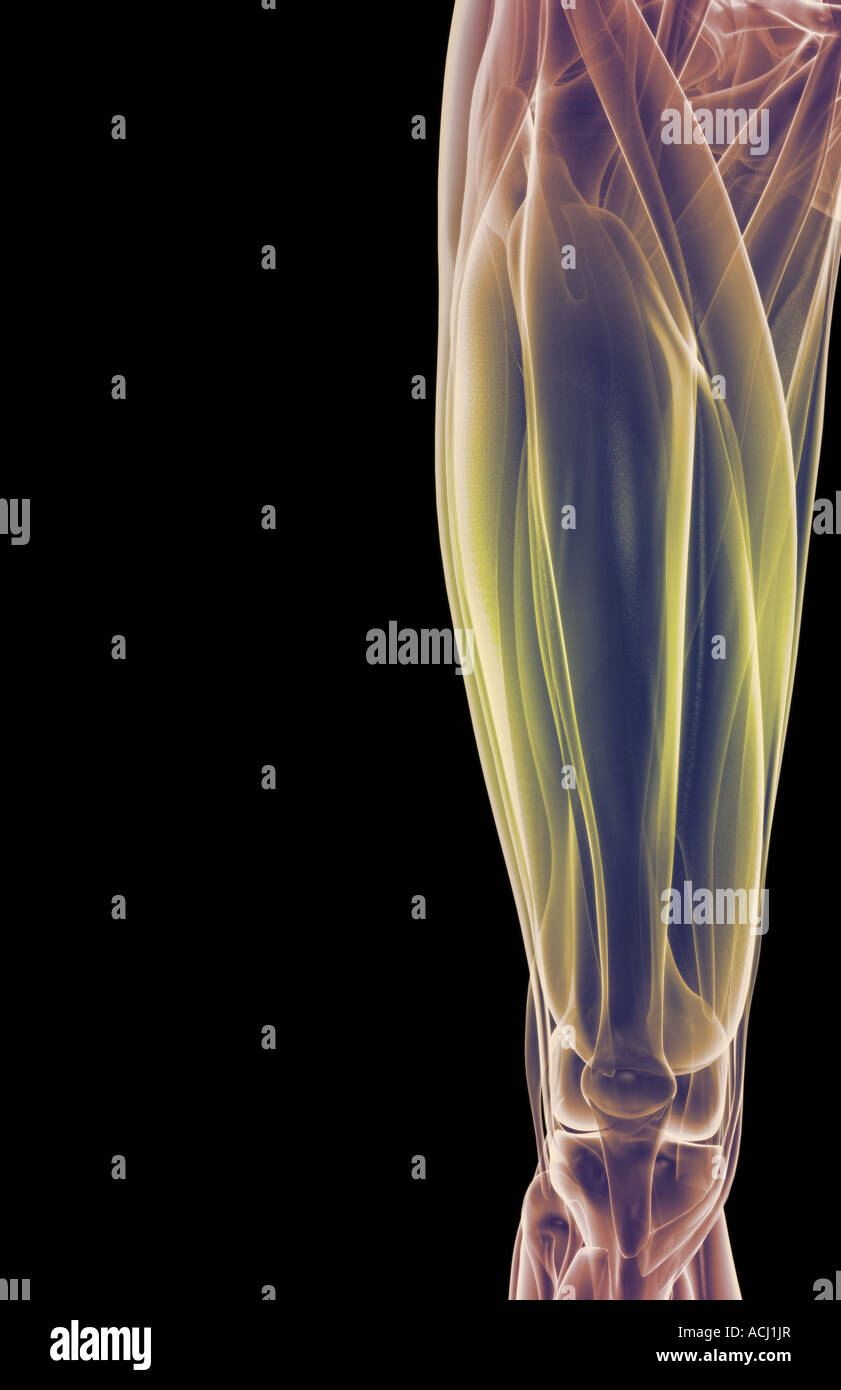 Die Muskeln des Oberschenkels Stockfoto