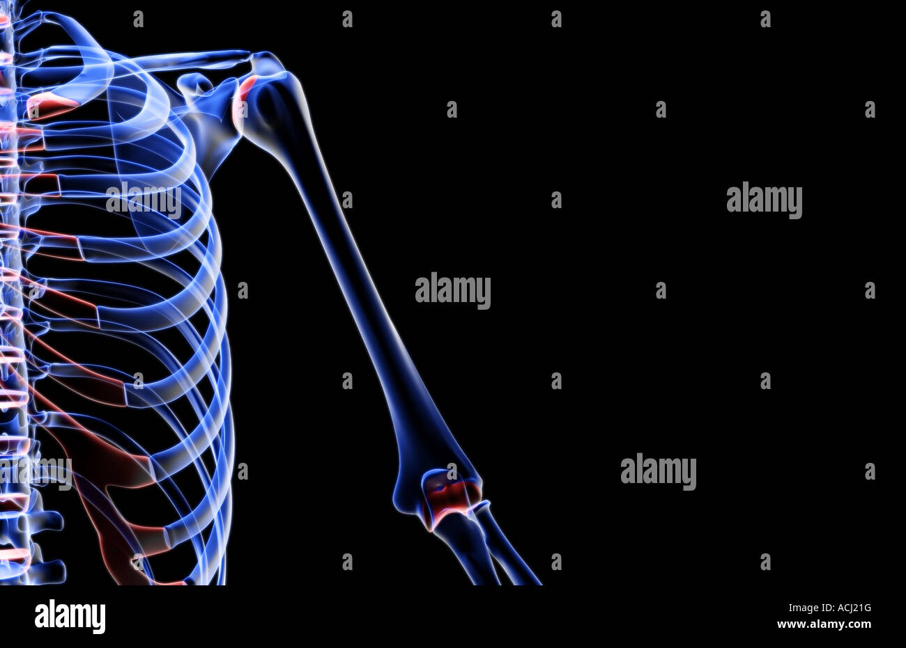 Die Knochen der Schulter und Oberarm Stockfoto
