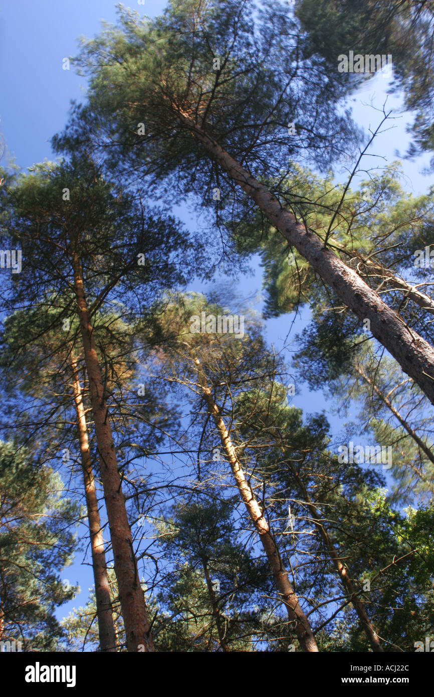 Worcestershire Wyre Forest in ENGLAND ein typischen Beispiel Wald innerhalb dieses Bereichs der Forestry Commission Stockfoto