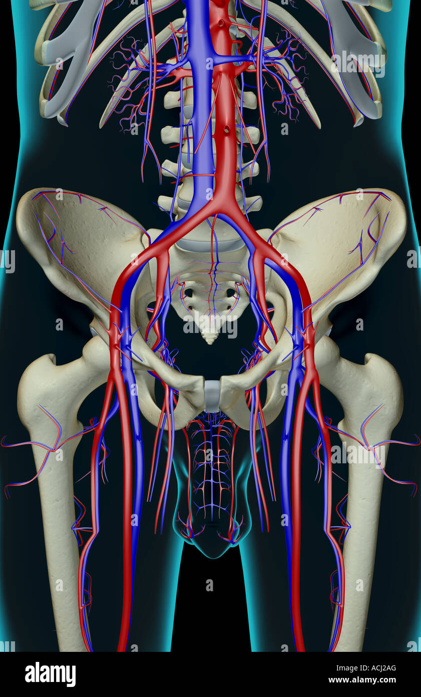 Das Blut-Versorgungsmaterial des Beckens Stockfoto
