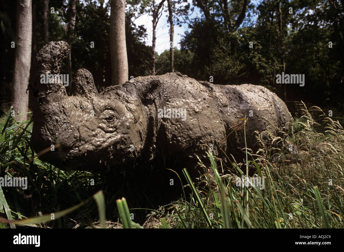 Sumatra oder behaarte Rhino ist fast ausgestorben in seiner nativen Regenwälder von Sumatra und Borneo, weniger als 300 Links bedrohte Arten Stockfoto