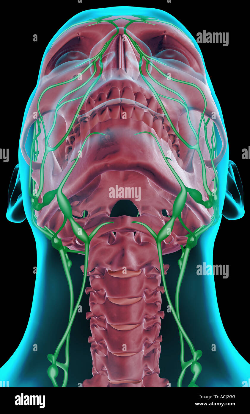 Die Lymphe Versorgung des Halses Stockfoto
