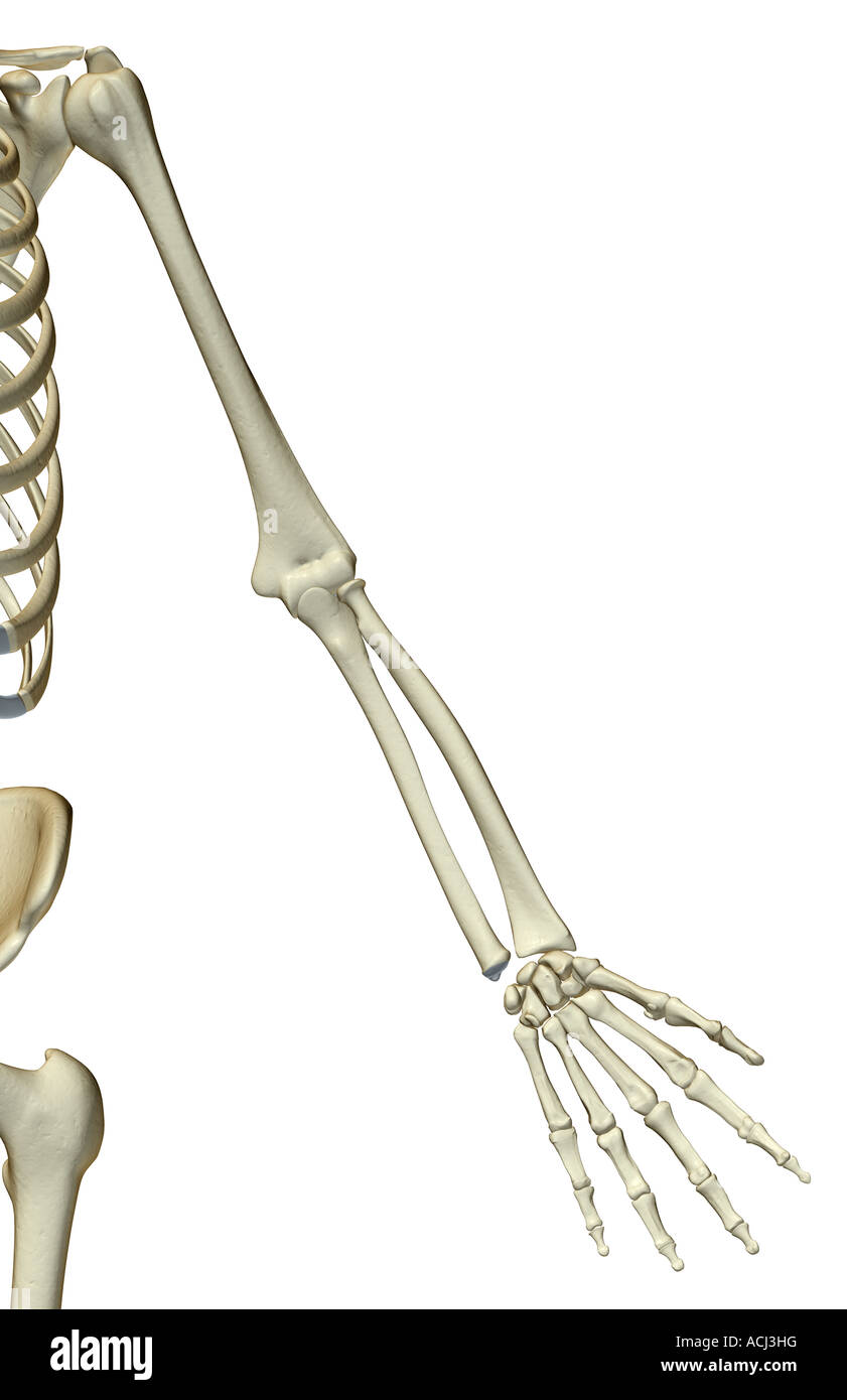 Die Knochen der oberen Extremität Stockfotografie Alamy