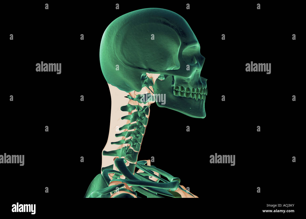 Die Bänder des Kopfes und des Halses Stockfotografie - Alamy