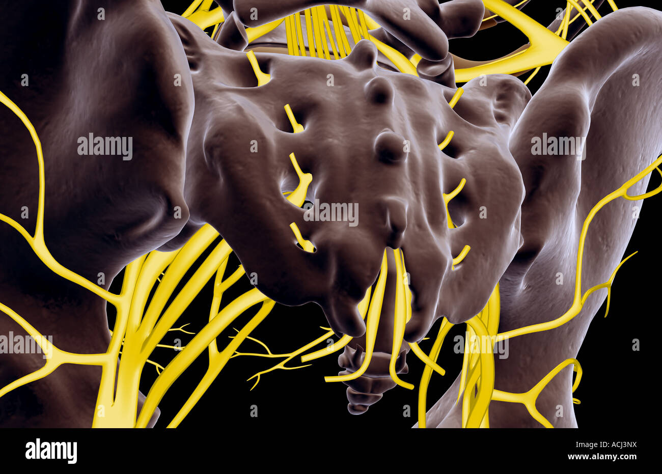 Die Nerven des Beckens Stockfoto