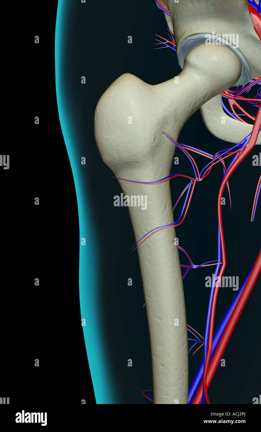 Das Blut-Versorgungsmaterial von der Hüfte Stockfoto
