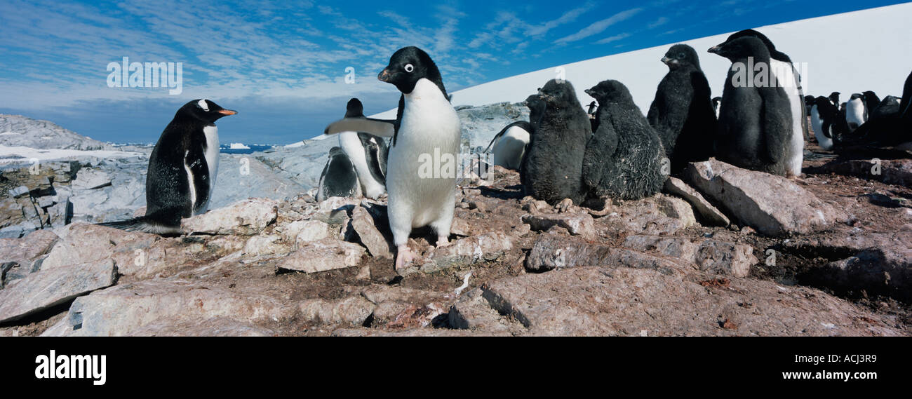 Antarktis Petermann Island Ad liegen Pinguine Pygoscelis Adeliae mit jungen Küken in Rookery südwestlich von Lemaire-Kanal Stockfoto