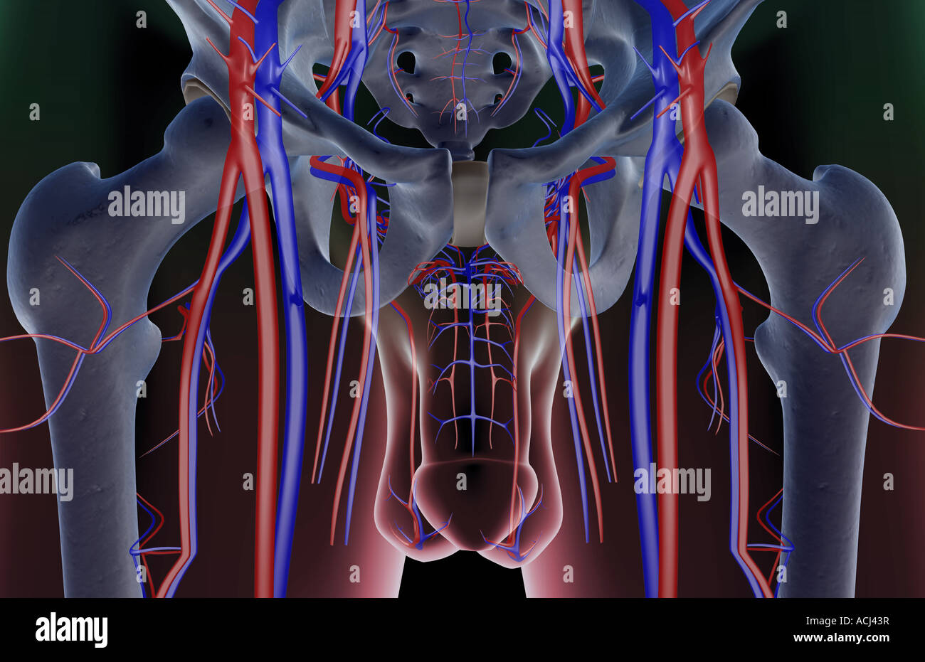 Das Blut-Versorgungsmaterial des Beckens Stockfoto