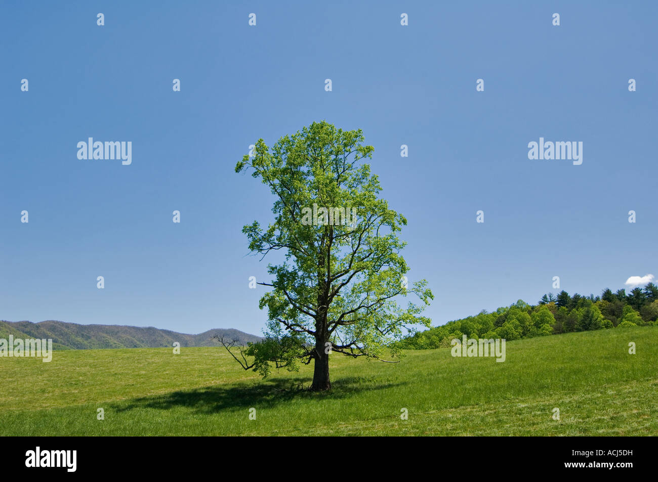 Einsamer Baum in Berg Wiese Cades Cove tolle Smoky Mountains National Park Tennessee Stockfoto