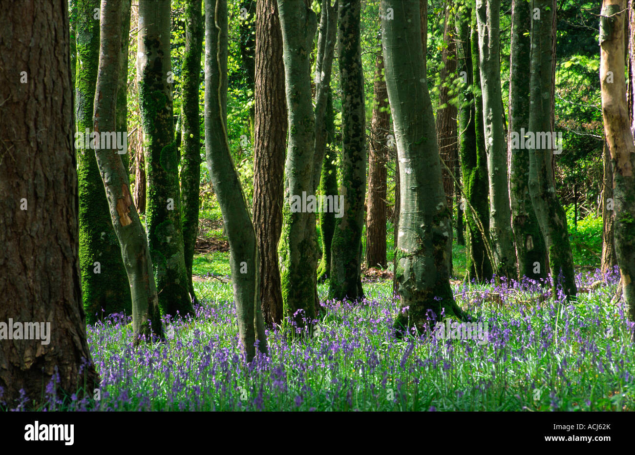 Feder bluebells Teppich buche Waldland in Killarney National Park. County Kerry, Irland. Stockfoto