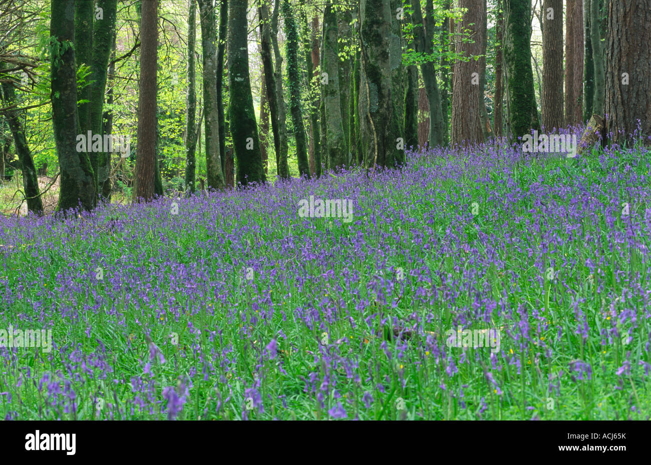 Feder bluebells Teppich buche Waldland in Killarney National Park. County Kerry, Irland. Stockfoto