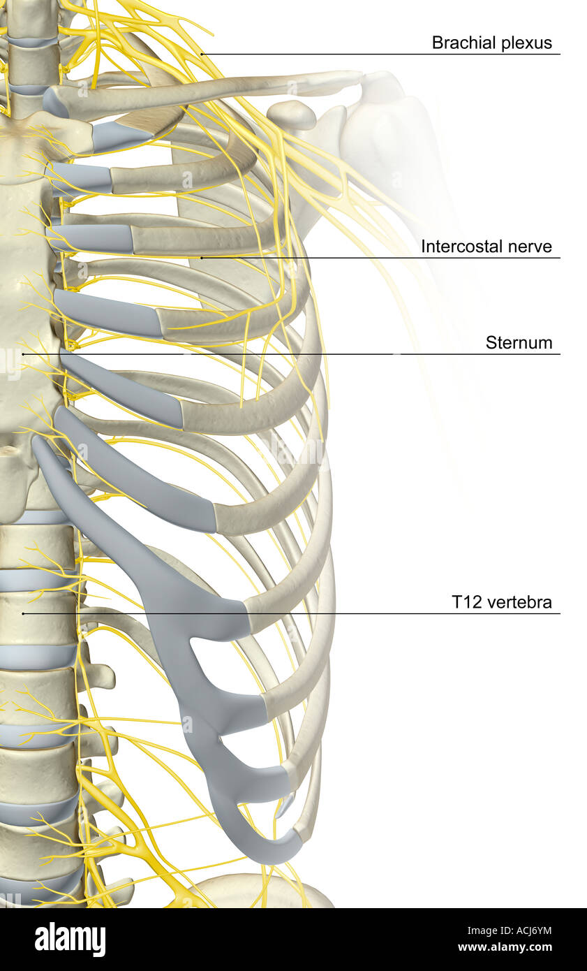 Die Nerven-Versorgung des thorax Stockfoto, Bild: 13167271 - Alamy