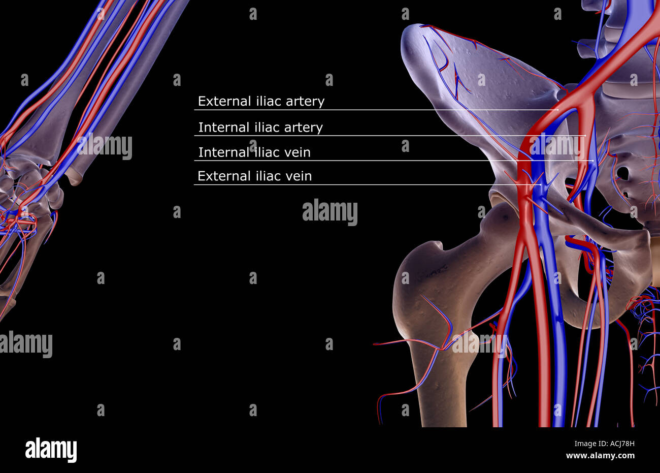 Das Blut-Versorgungsmaterial von der Hüfte Stockfoto