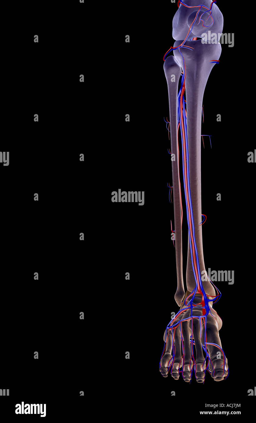 Das Blut-Versorgungsmaterial des Beines Stockfoto
