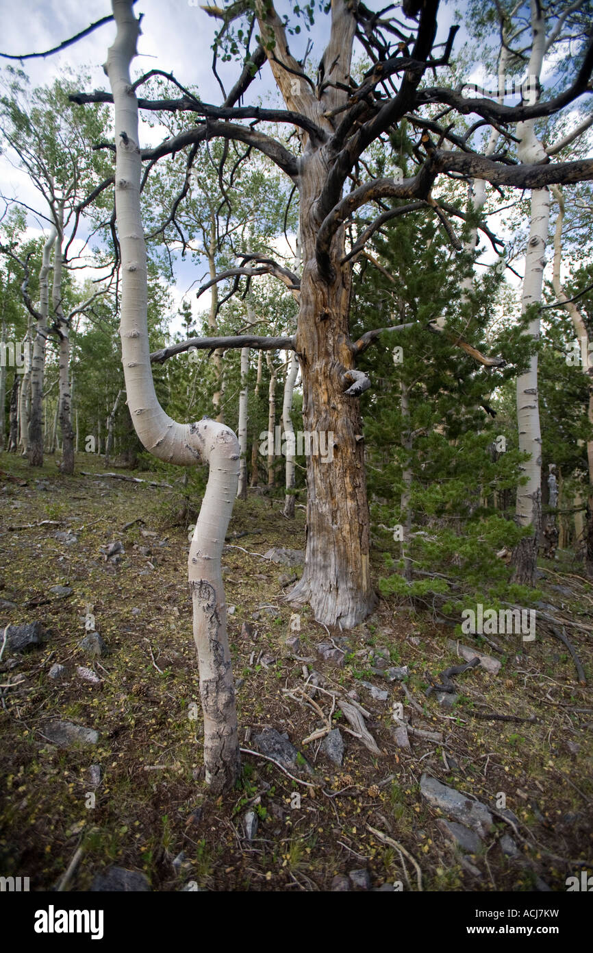 Espe Bäume und Kiefern im Great Basin National Park Stockfoto