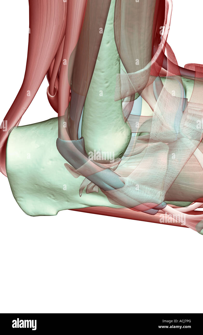 Die Musculoskeleton des Fußes Stockfoto