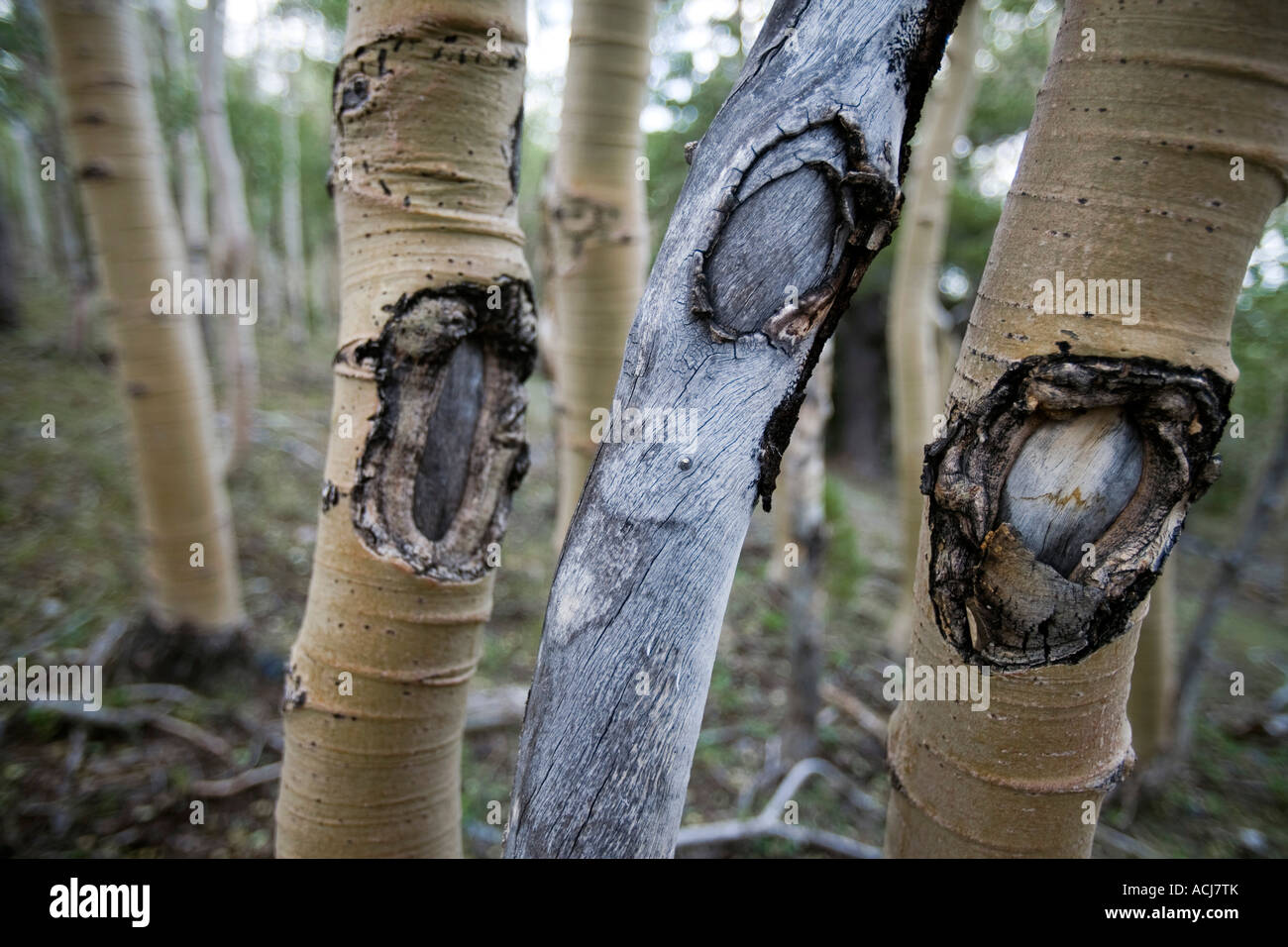 Espe Bäume im Great Basin National Park Stockfoto