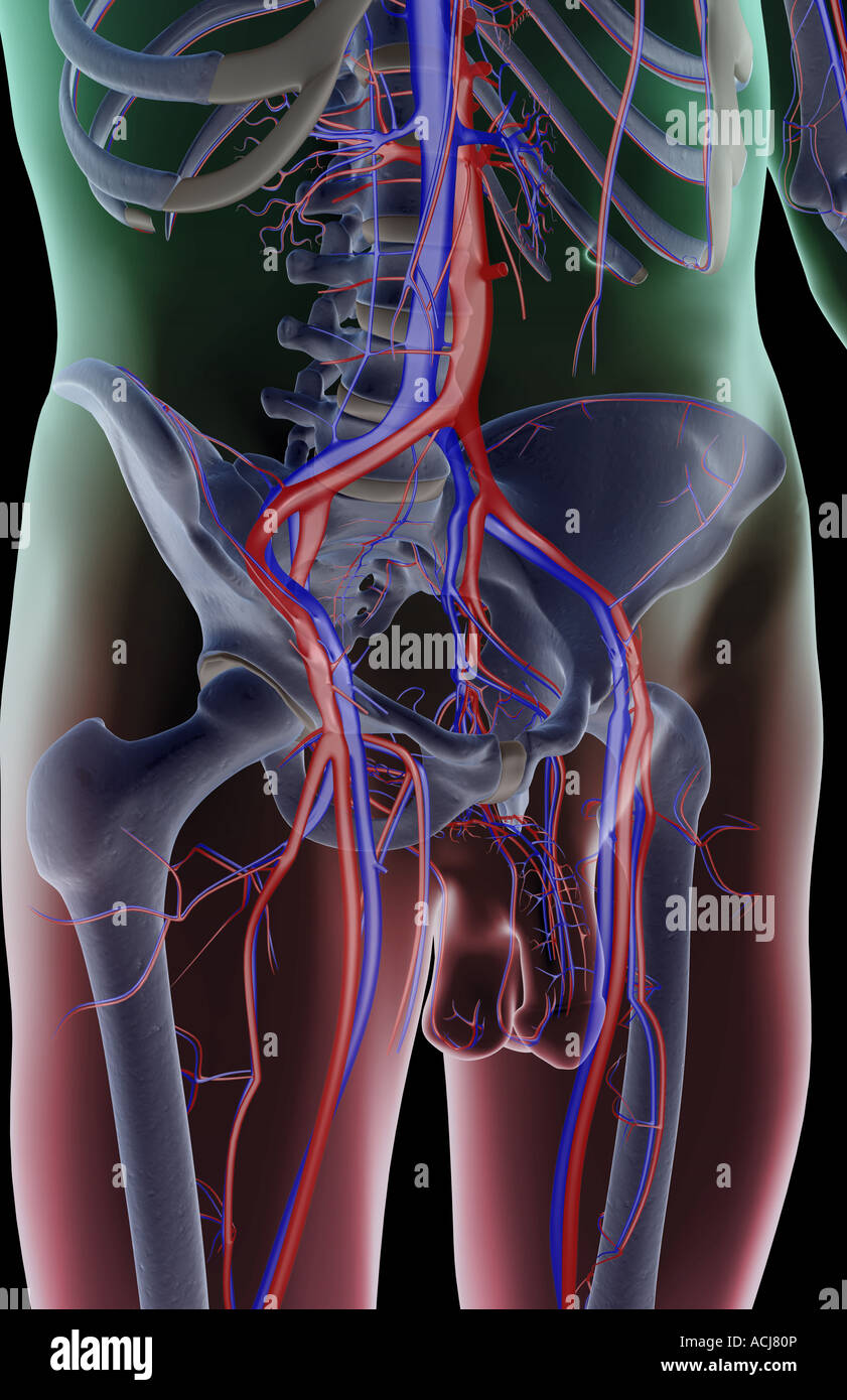 Das Blut-Versorgungsmaterial des Beckens Stockfoto