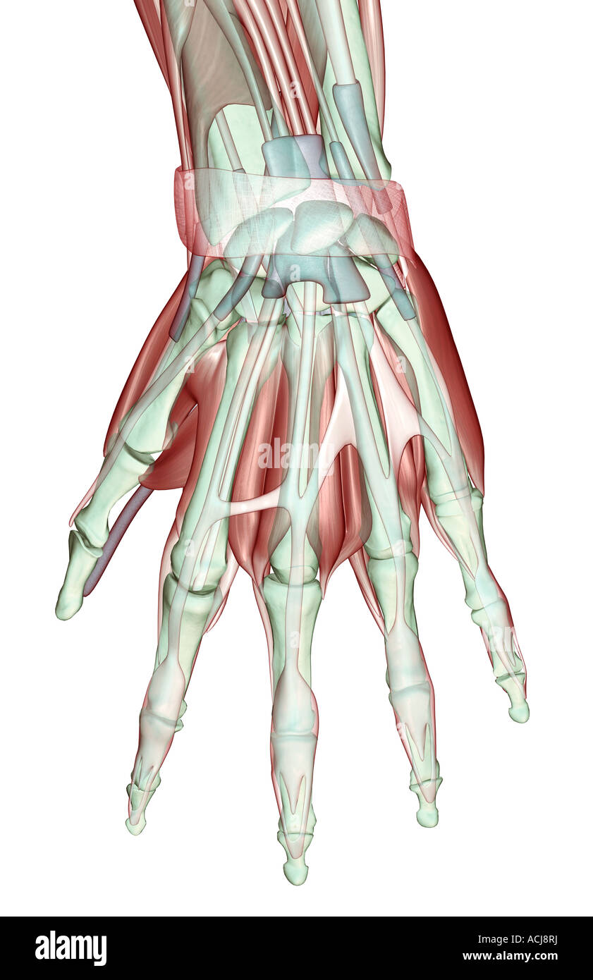 Die Musculoskeleton der hand Stockfoto