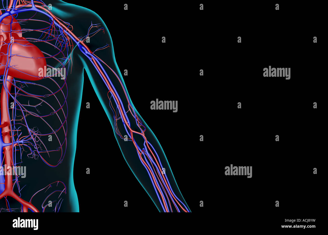 Das Blut-Versorgungsmaterial der oberen Extremität Stockfoto