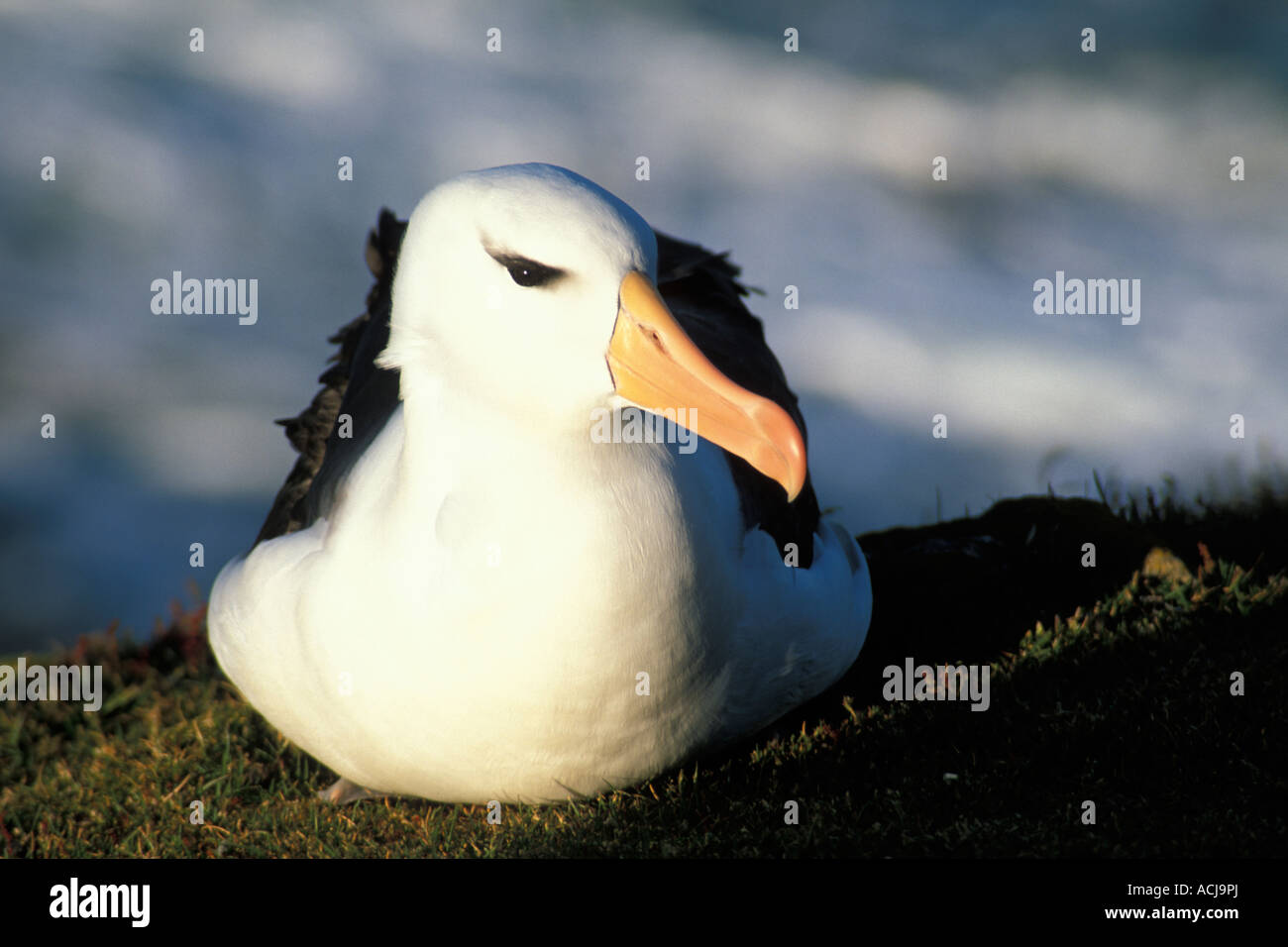 Black-browed Albatros Diomedea Melanophris Saunders Island Falkland-Inseln Stockfoto