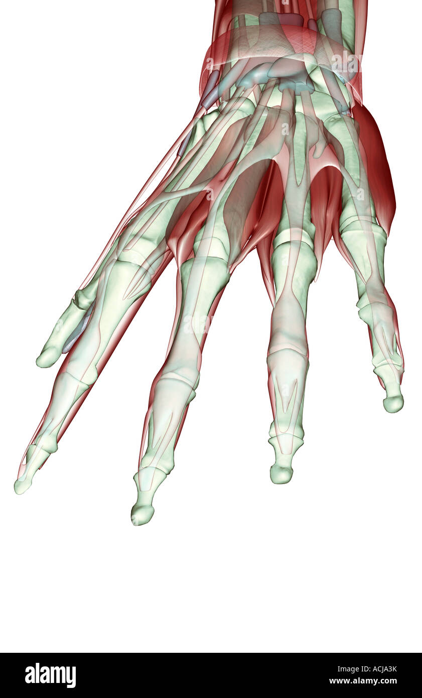 Die Musculoskeleton der hand Stockfoto