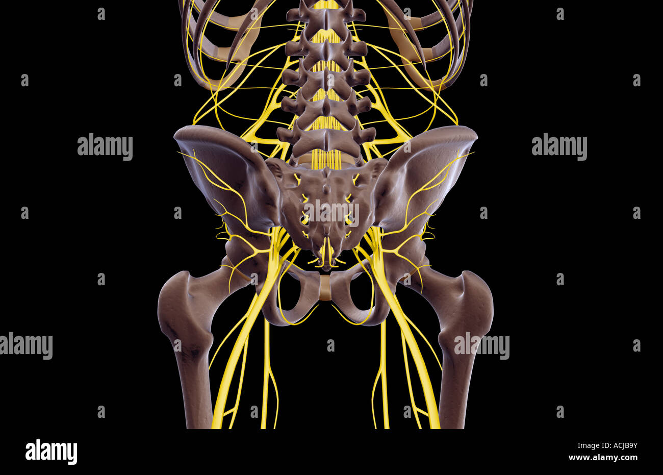 Die Nerven der unteren Körperhälfte Stockfoto