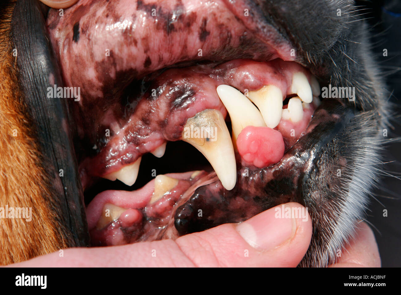 Zahnstein bei Hund Zähne Stockfoto