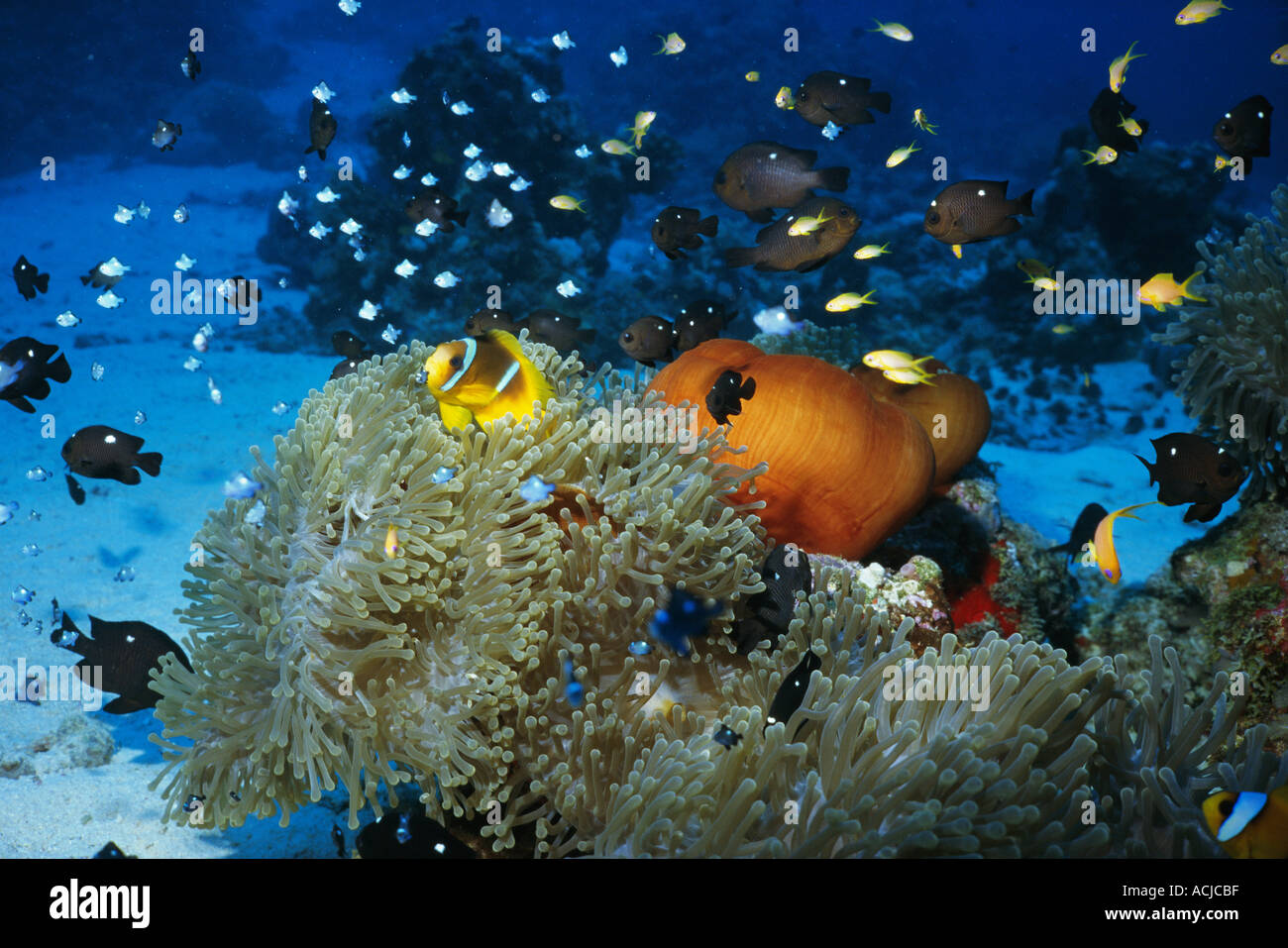 Rot Galum Seeanemone mit Fisch Heteractis sp Sudan Rotes Meer Sanganeb Riff Stockfoto