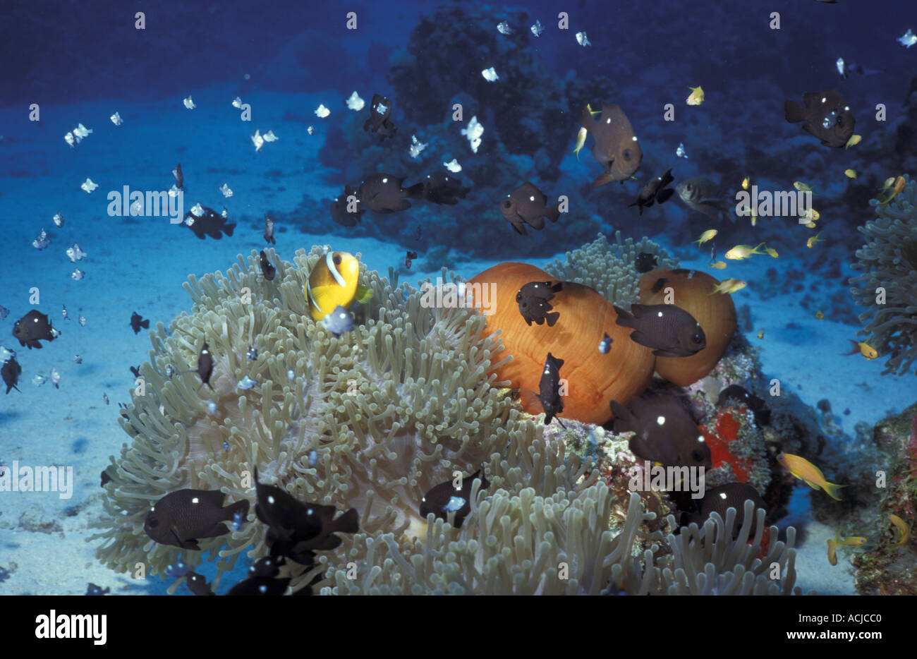 Galum Seeanemone Heteractis sp mit Fisch Sanganeb Riff Rotes Meer, Sudan Stockfoto
