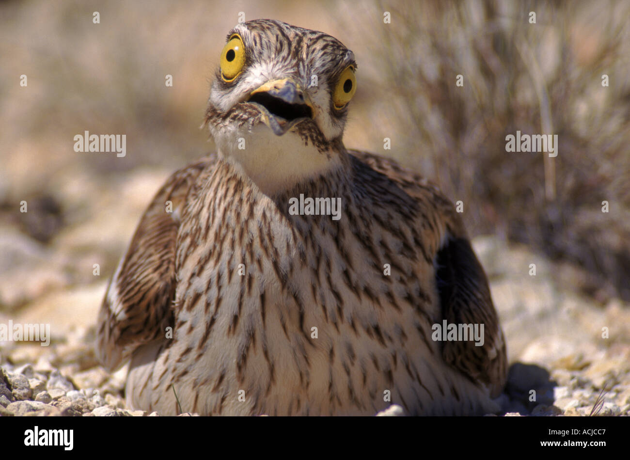 Stein-Brachvogel Inkubation Eiern auf nisten Spanien Stockfoto